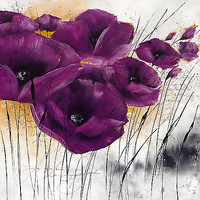 100cm x 100cm Pavot violet IV von Zacher-Finet, Isabelle