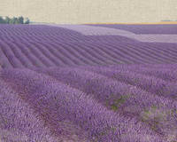 100cm x 80cm Lavender on Linen 1 von Bret Straehling