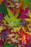 67cm x 100cm Candy Leaves von Norm Stelfox