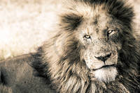 100cm x 67cm Lion-King                        von Toby Seifinger