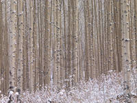 100cm x 75cm Winterharmonie                   von Micha Pawlitzki