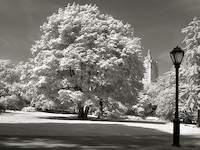 50cm x 40cm Central Park Tree von Ralf Uicker