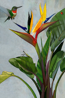 66.67cm x 100cm Humming Bird of Par… von Steve Kinkel
