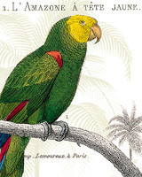 80cm x 100cm Parrot Botanique I von Wild Apple Portfolio, 