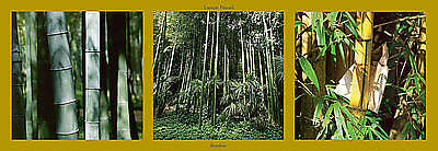Bambous von PINSARD