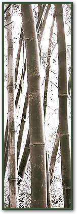 Bamboo Grove IV von YAN,DOUGLAS