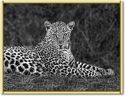 Leopard Portrait von Xavier Ortega