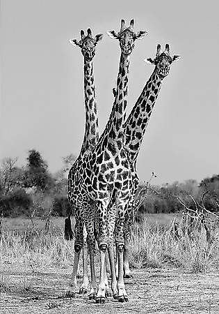 Giraffes Three von Ortega,Xavier