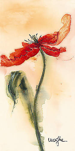 Tulipe II von Marthe, 