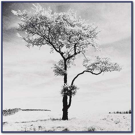 Lone Tree # 3, Peak District, England von Butcher, Dave