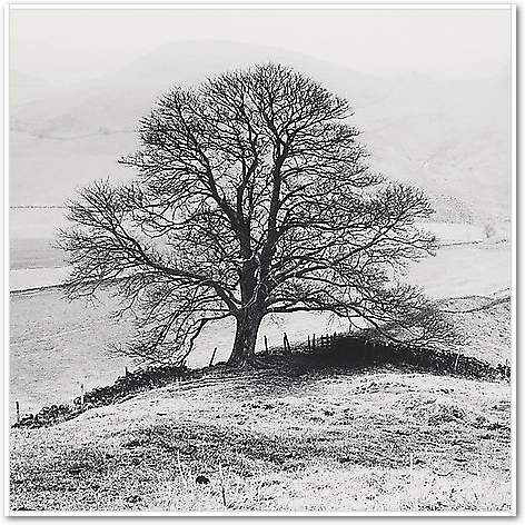 Misty Tree, Peak District,  England von Butcher, Dave