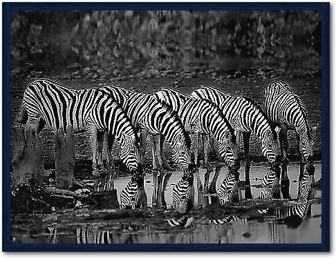 Zebras Reflection von Ortega, Xavier