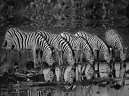 Zebras Reflection von Ortega, Xavier
