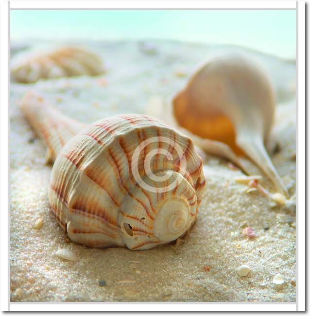Beach Shell III                  von Donna Geissler