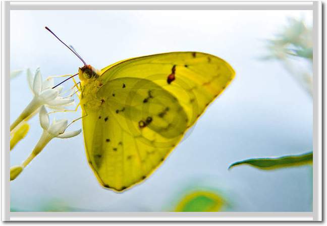 Butterfly Beauties I             von Florian Dürmer