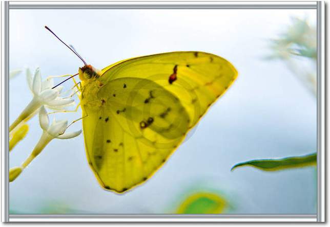 Butterfly Beauties I             von Florian Dürmer