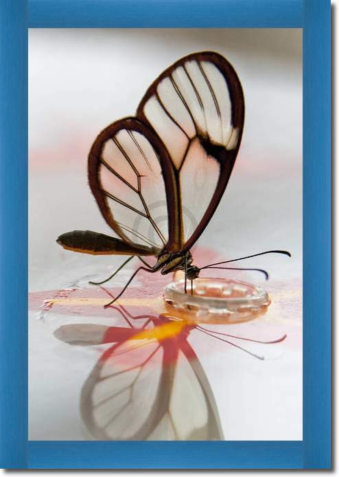 Butterfly Beauties III           von Florian Dürmer