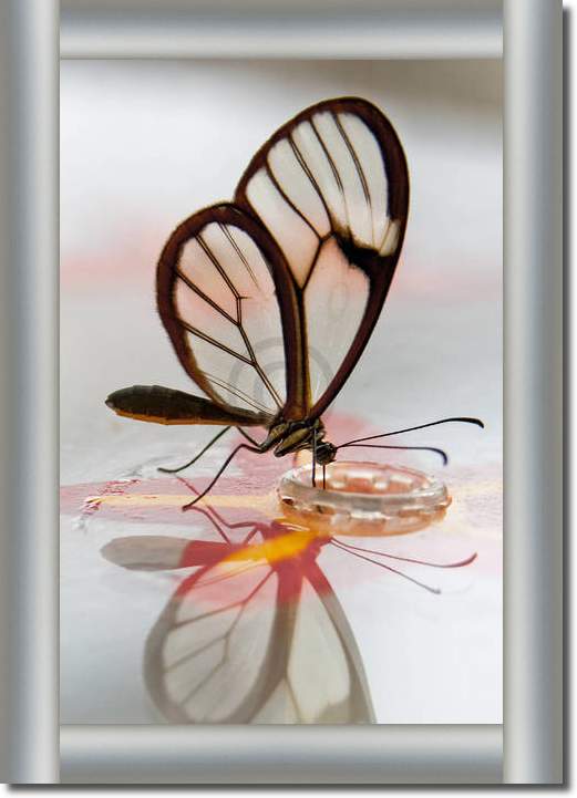 Butterfly Beauties III           von Florian Dürmer