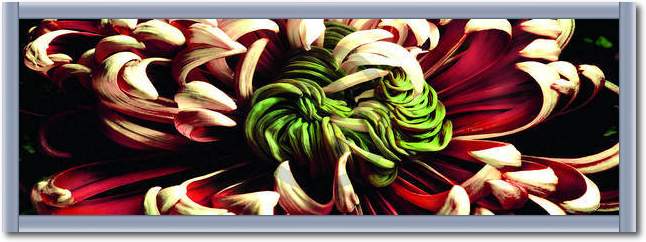 Chrysanthemus 2                  von Roberto Scaroni