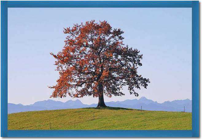 Der Baum                         von Gerhard Rossmeissl