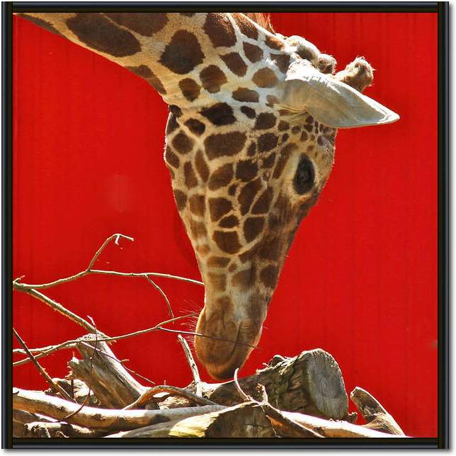 Giraffe                          von Bernhard Böser