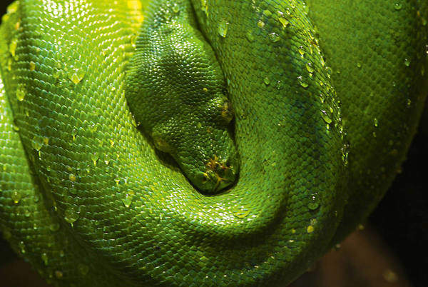 Grüne Schlange I                 von Bernhard Böser
