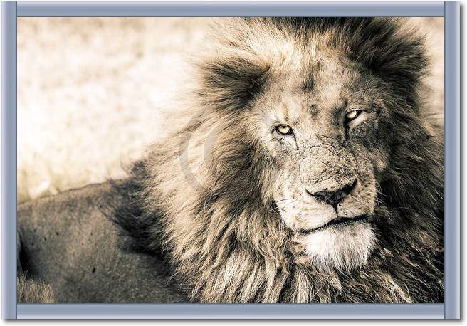 Lion-King                        von Toby Seifinger