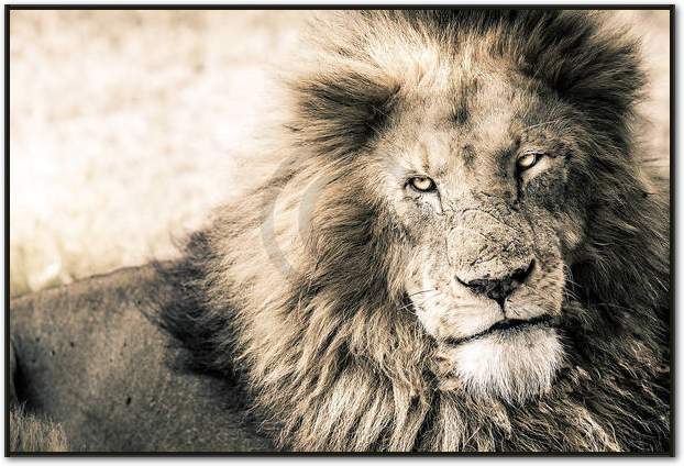 Lion-King                        von Toby Seifinger