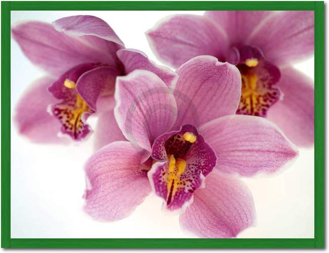 Orchid Kiss                      von Micha Pawlitzki
