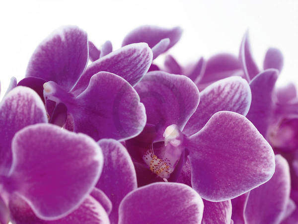Purple                           von Micha Pawlitzki