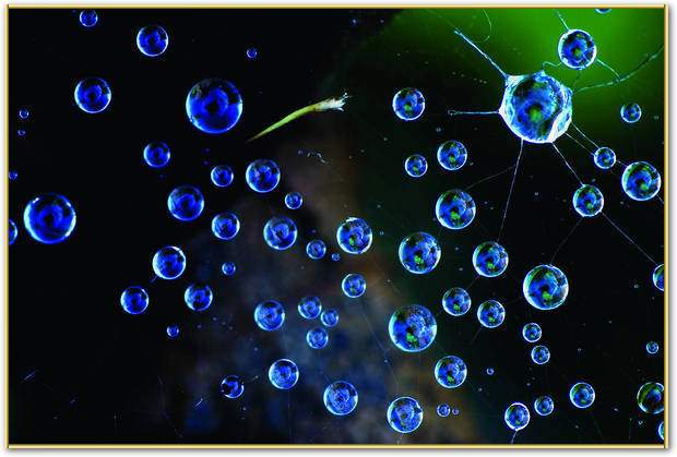 Spinnennetz mit Tropfen          von Tomas Nemec