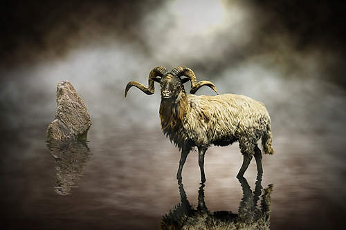 Sheep von Michiel Visser