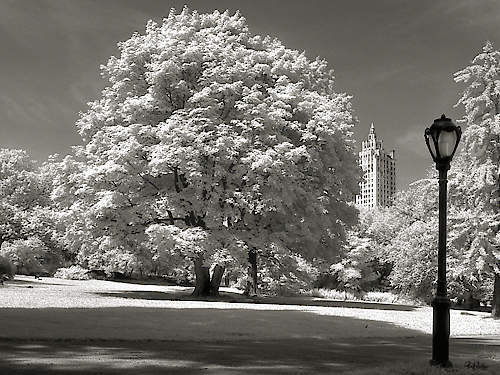 Central Park Tree von Ralf Uicker