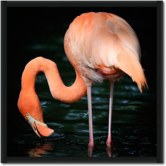 Flamingo von Uwe Steger