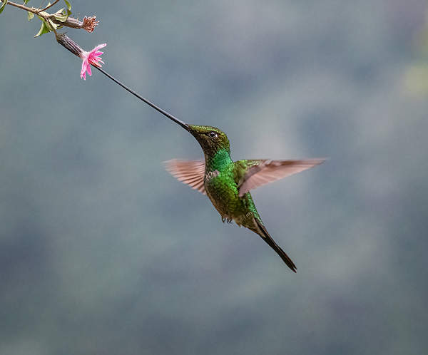 A Sword-billed Hummingbird von sheila xu