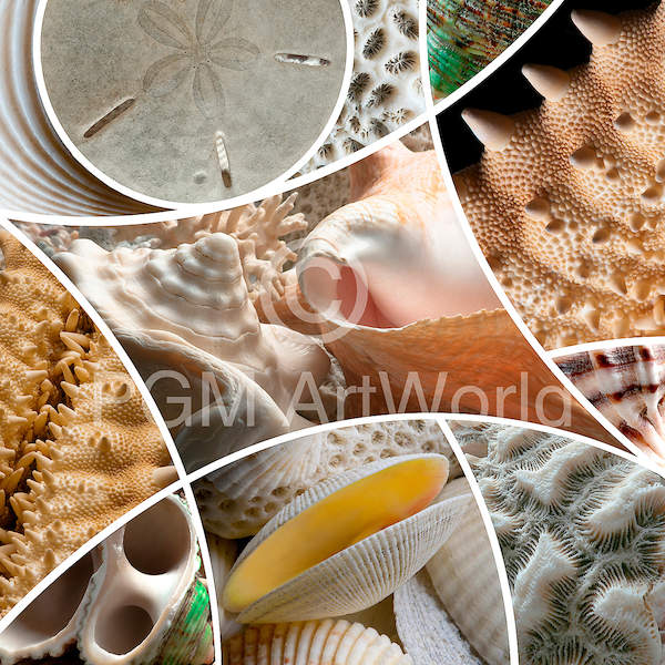 Patch Shells von Roberto Scaroni