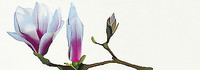 152cm x 52.8cm Magnolia solitaire von Andrew, Stephanie