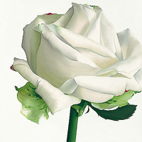 100cm x 100cm White Rose I von Andrew, Stephanie