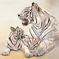 100cm x 100cm Tigres blancs, mère et fille von Beck, Danielle