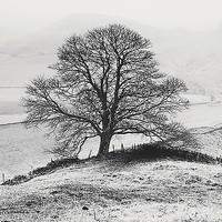 100cm x 100cm Misty Tree, Peak District,  England von Butcher, Dave