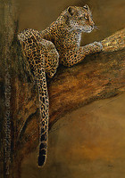 70cm x 100cm Panthera du Serengeti von Beck, Danielle