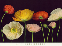 91cm x 66cm Poppy Garden I von BLOOMFIELD,PIP