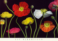 91cm x 66cm Poppy Garden II von BLOOMFIELD,PIP