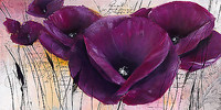 150cm x 75cm Pavot violet II von Zacher-Finet, Isabelle
