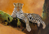 150cm x 105cm Léopard du Serengeti von Beck, Danielle
