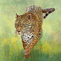 100cm x 100cm Kalina, le Jaguar von Beck, Danielle