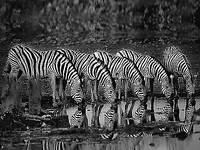150cm x 112.5cm Zebras Reflection von Ortega, Xavier