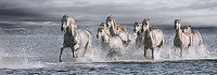 152cm x 52.8cm Horses Running at the Beach von Llovet, Jorge