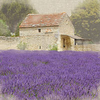 100cm x 100cm Tuscan Lavender von Bret Straehling