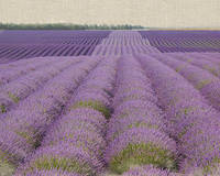 100cm x 80cm Lavender on Linen 2 von Bret Straehling